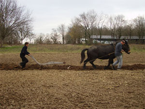 Les chevaux tirent les roulottes, labourent,  fournissent l'engrais... «Aujourd'hui on est déclarés comme producteurs et on cotise à la MSA», insiste A. Govet.