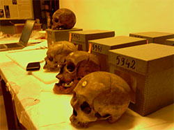 Les restes d'Algériens conservés dans un musée à Paris (DR).