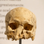 Godong/Universal Images Group, via Getty. Un fragment de crâne humain exposé dans un musée.